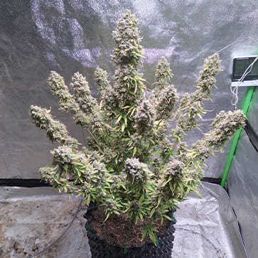 Насіння конопель Auto Blackberry Feminised